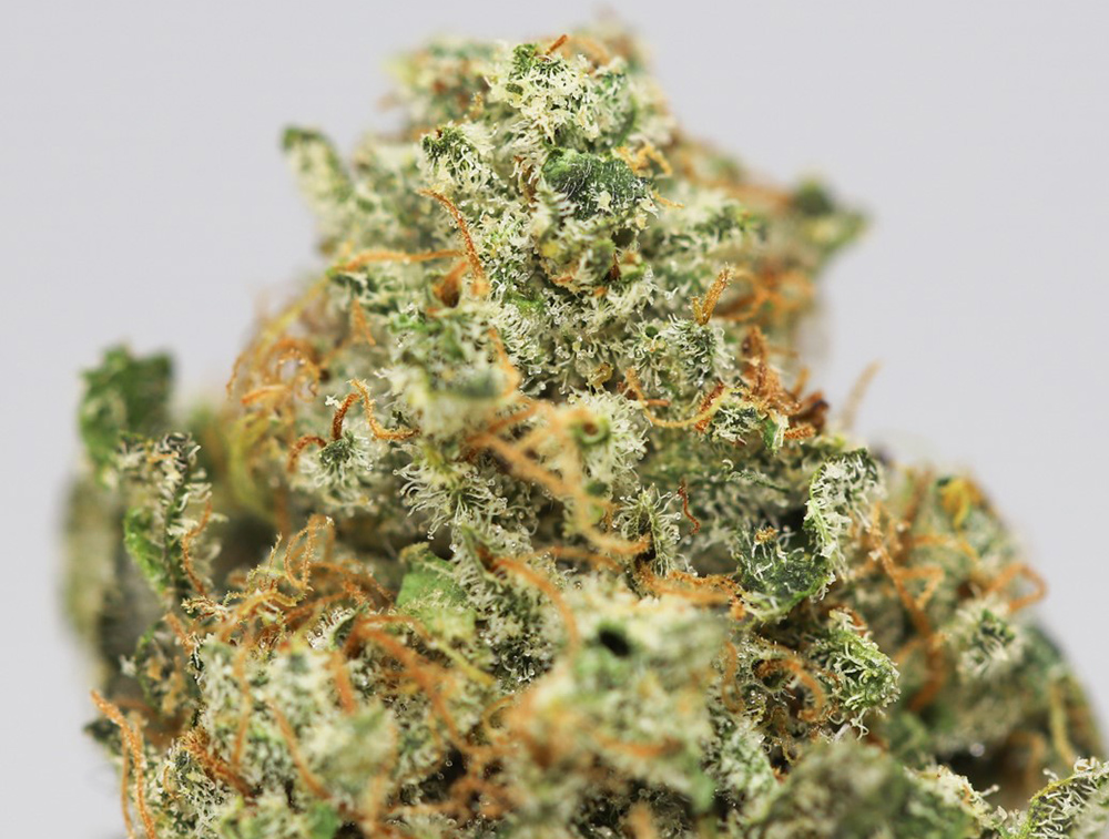 candyland close up 1.jpg candyland close up 1.jpg
