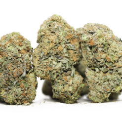 comatose og aaa restock.jpg