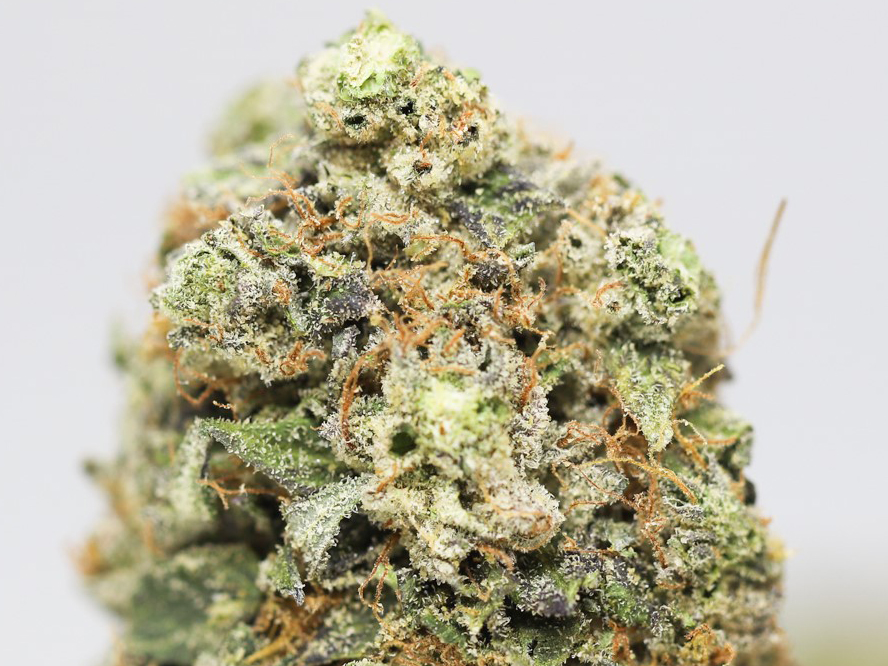comatose og close up.jpg comatose og close up.jpg