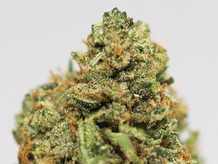 critical kush close up.jpg critical kush close up.jpg