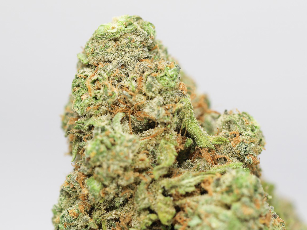 dutchberry close up.jpg dutchberry close up.jpg