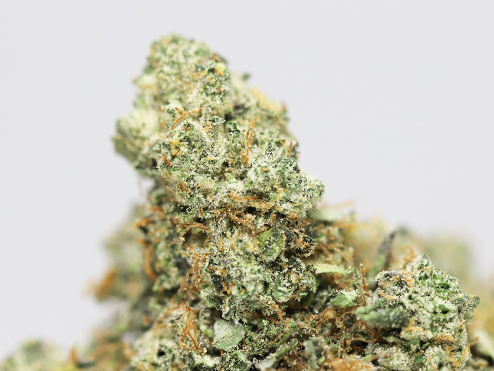 el chapo og close up.jpg el chapo og close up.jpg
