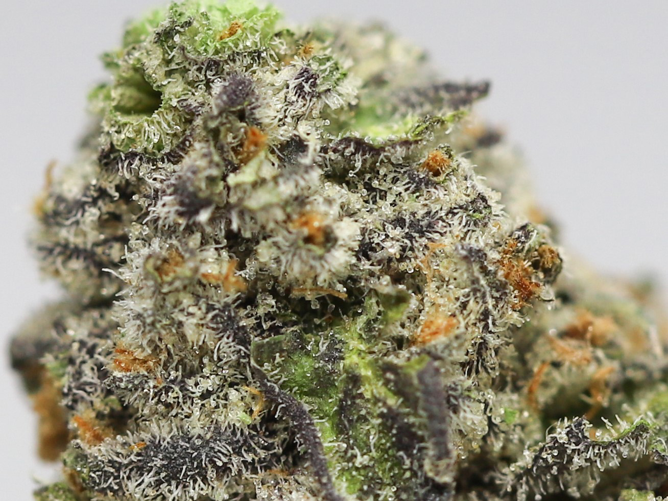 golden pineapple aa close up.jpg golden pineapple aa close up.jpg