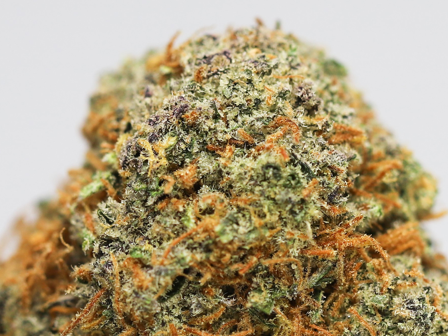 grease monkey close up.jpg grease monkey close up.jpg