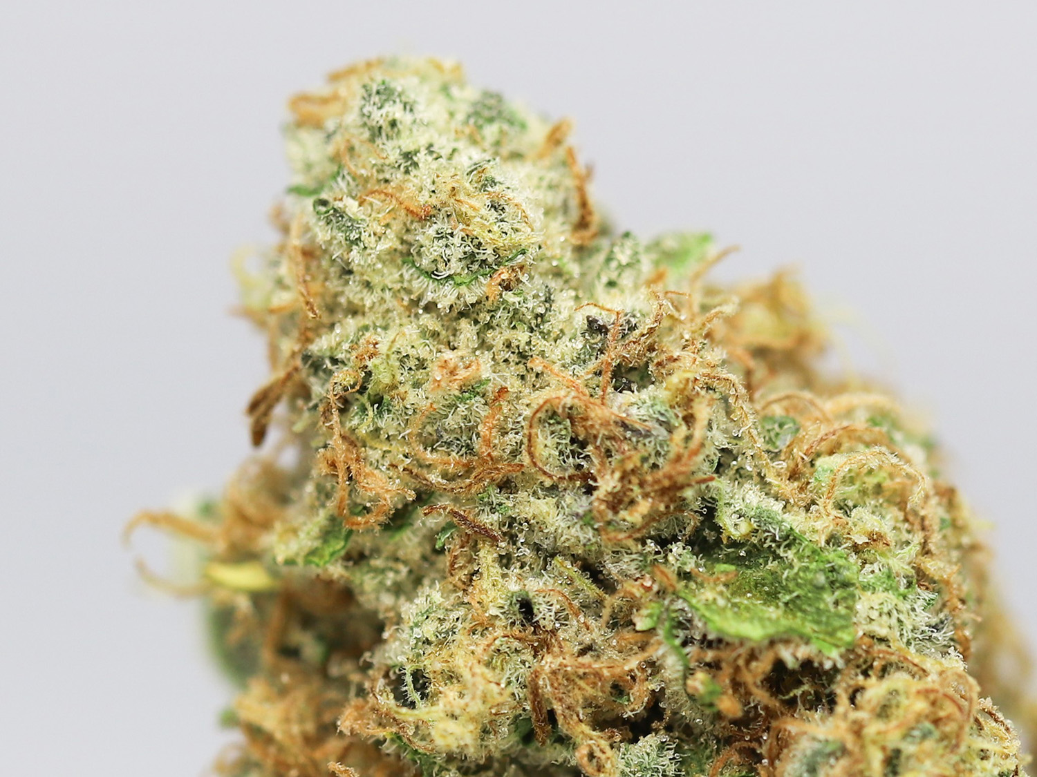 green goblin aaa close up.jpg green goblin aaa close up.jpg