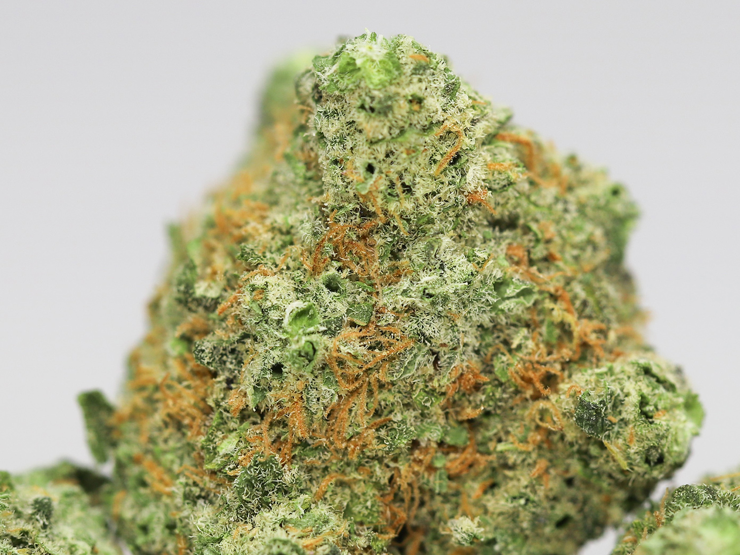 jack herer close up.jpg jack herer close up.jpg