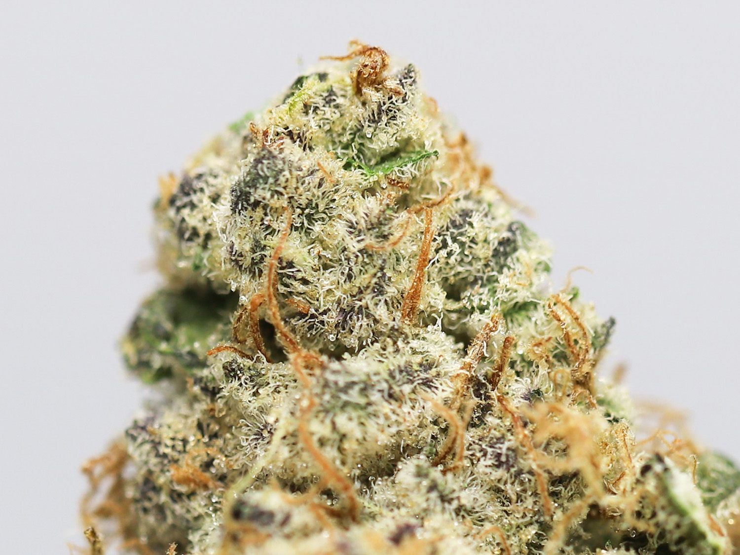 krft mrkt chem berry D close up 2.jpg krft mrkt chem berry D close up 2.jpg