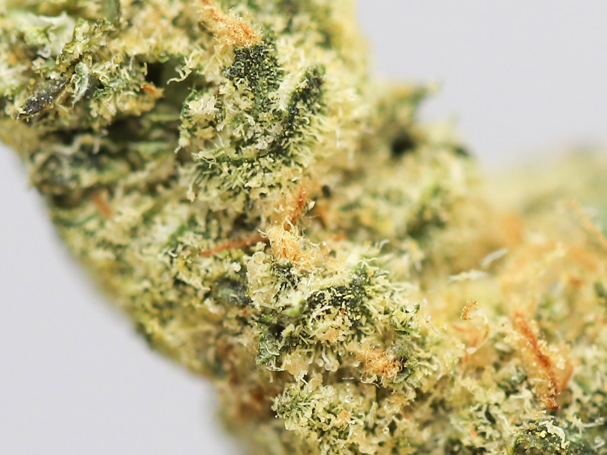 lemon og close up.jpg lemon og close up.jpg