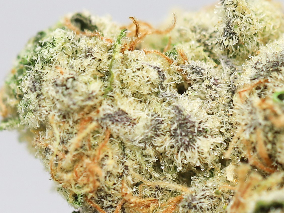 limelight og aaaa close up.jpg limelight og aaaa close up.jpg