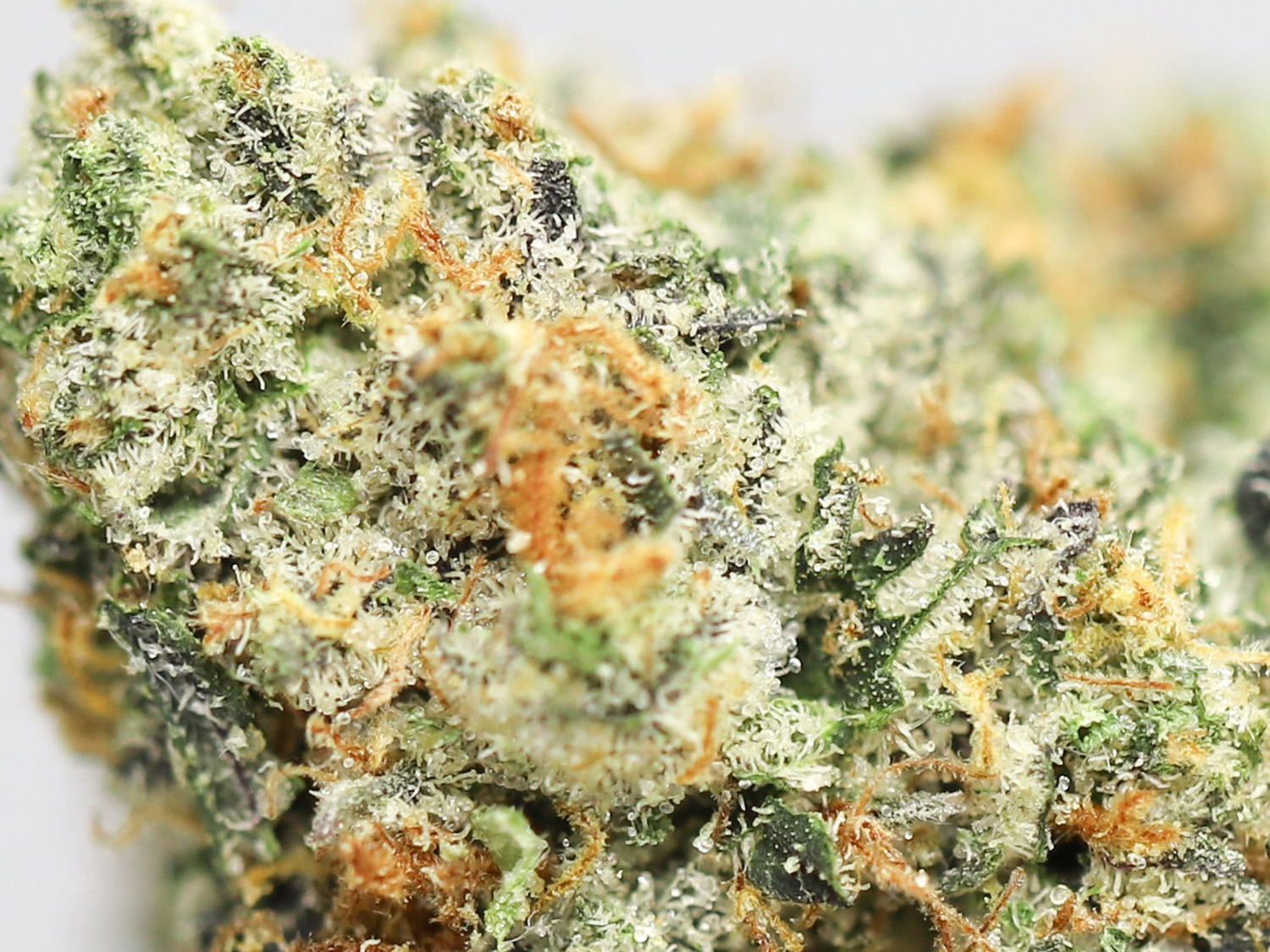 mendo breath close up 2.jpg mendo breath close up 2.jpg