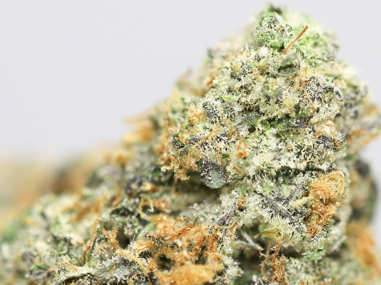 mendo breath close up.jpg mendo breath close up.jpg