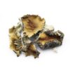 Golden Emperor (shrooms) 3 mexican ccbso.jpg