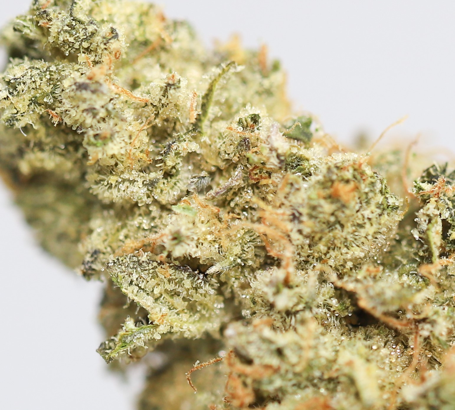 og kush aa 69 close up.jpg og kush aa 69 close up.jpg
