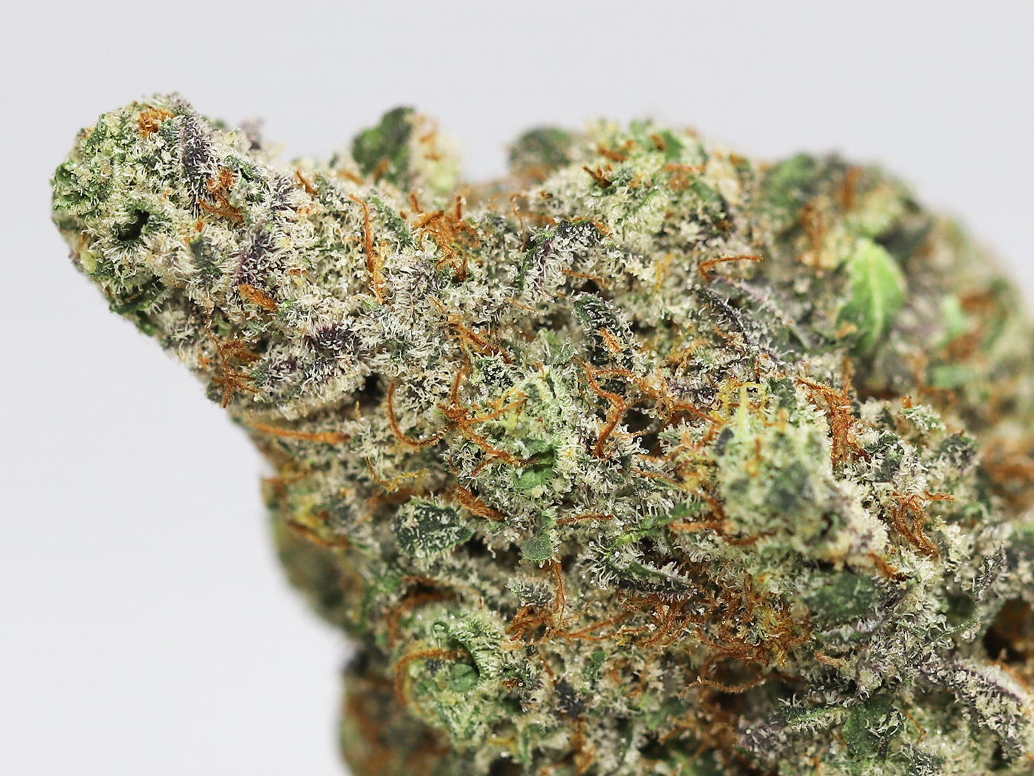 og medhead close up.jpg og medhead close up.jpg