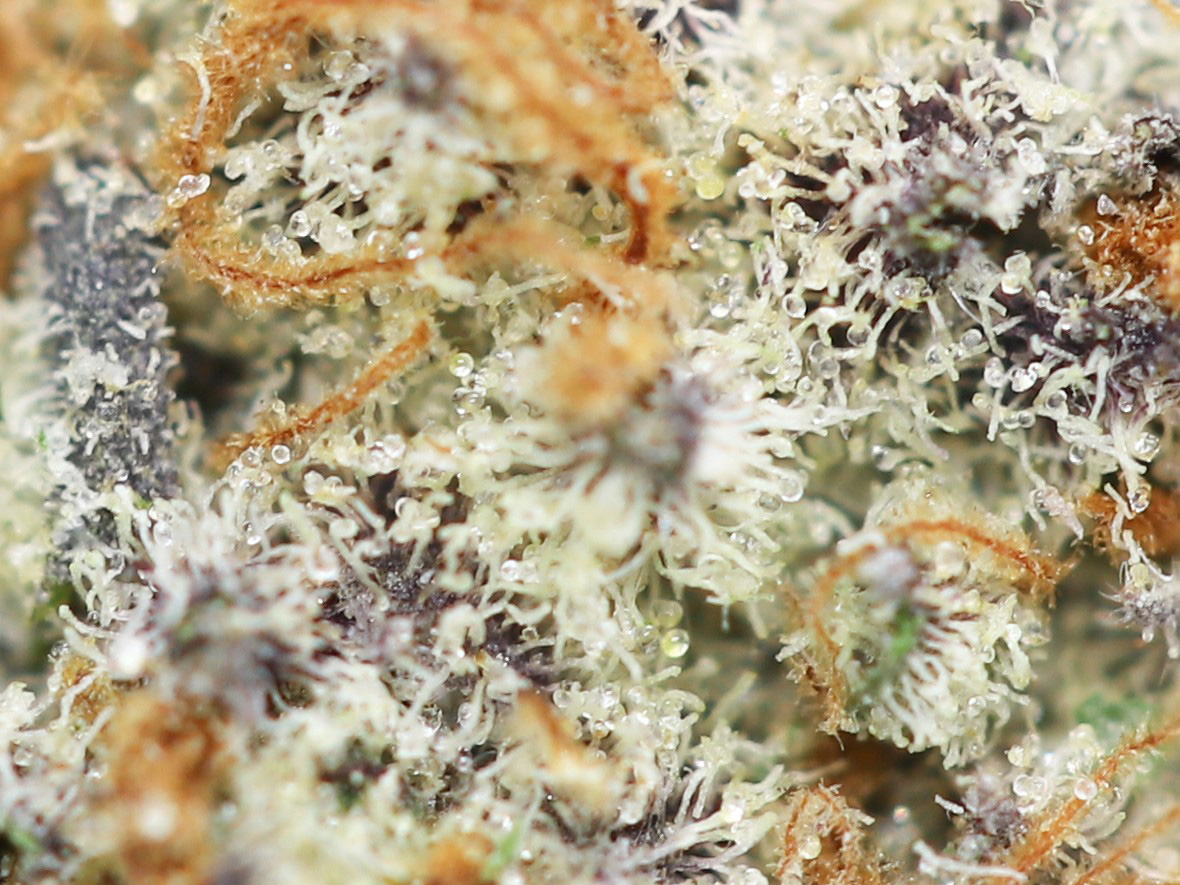 peanut butter breath close up.jpg peanut butter breath close up.jpg