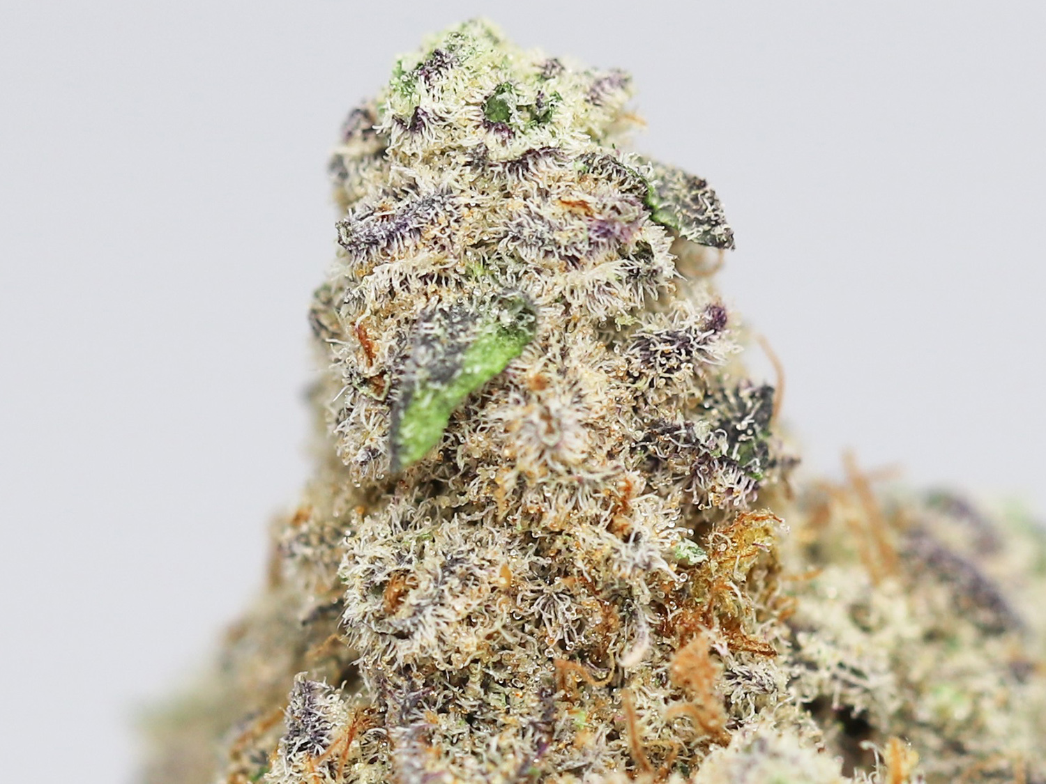 purple mahayana close up.jpg purple mahayana close up.jpg