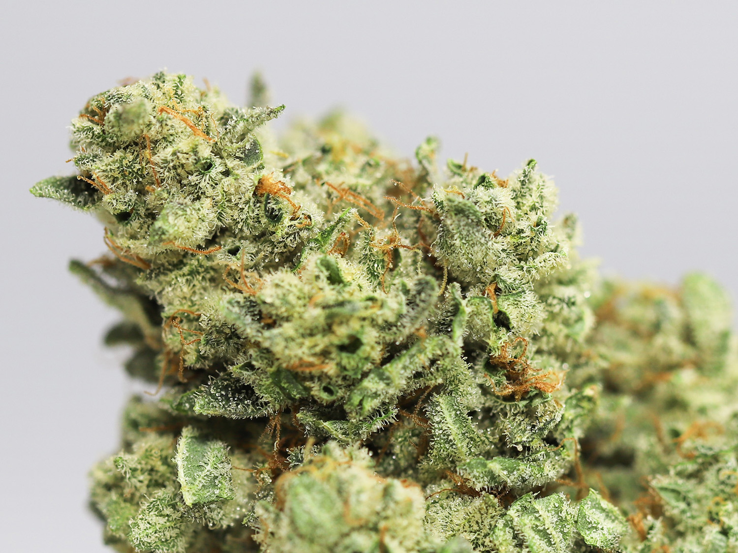 quantum kush close up 2.jpg quantum kush close up 2.jpg