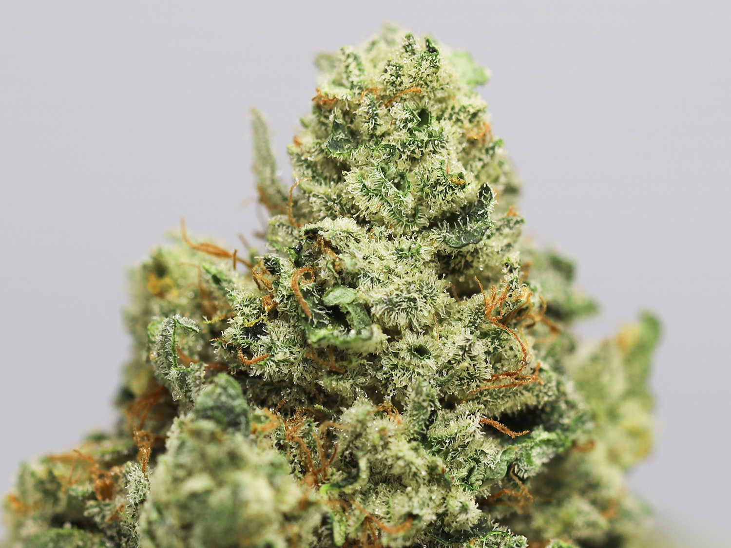 quantum kush close up.jpg quantum kush close up.jpg