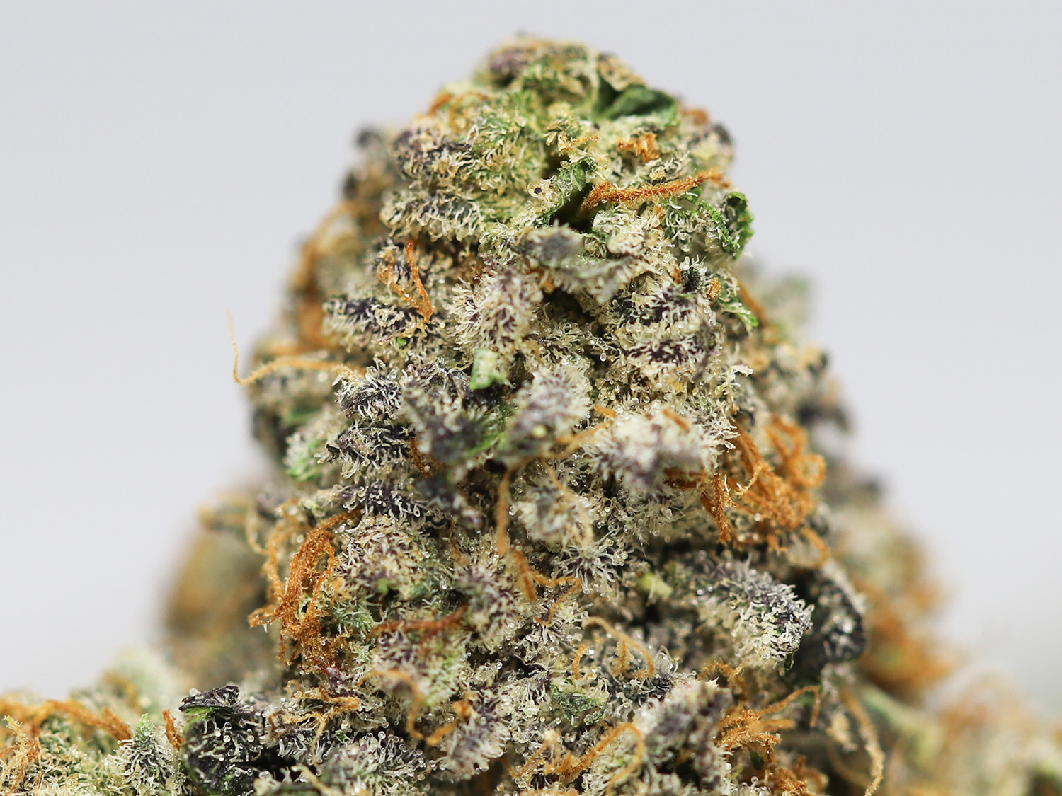 rainbow rozay close up 2 .jpg rainbow rozay close up 2 .jpg