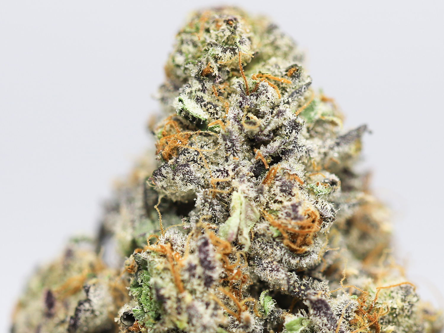 rainbow rozay close up.jpg rainbow rozay close up.jpg