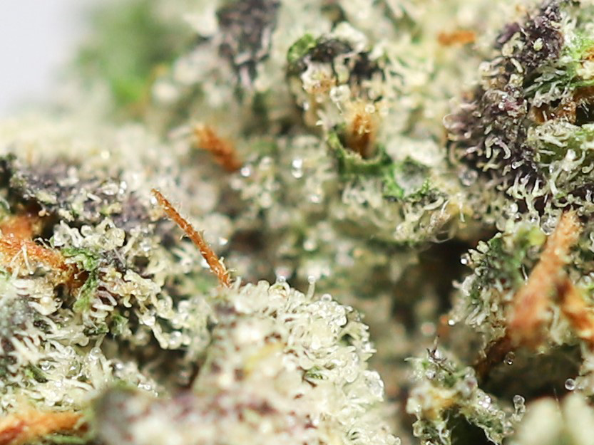 rock bubba aaa close up.jpg rock bubba aaa close up.jpg