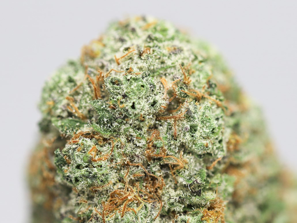 silver back gorilla kush close up.jpg silver back gorilla kush close up.jpg