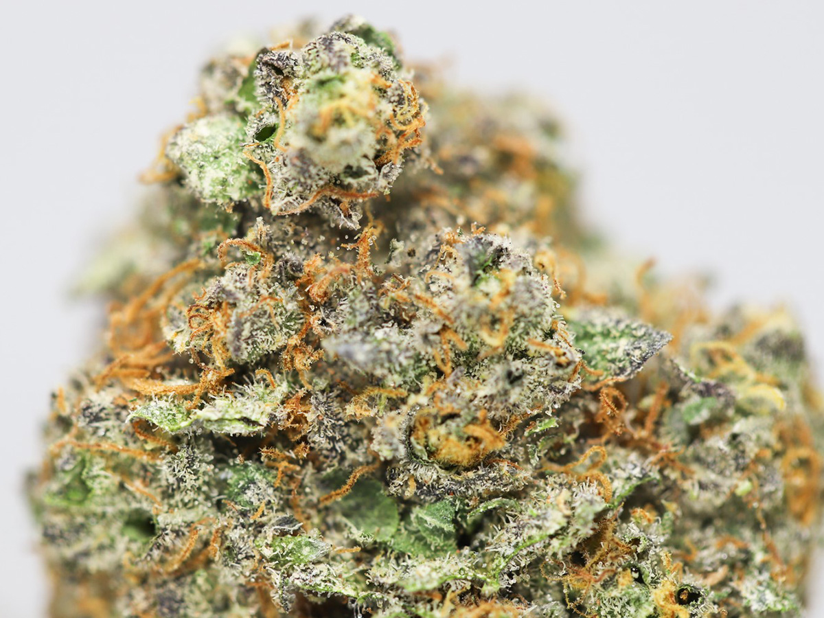 sour diesel close up.jpg sour diesel close up.jpg