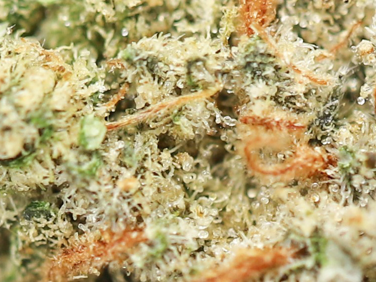 sour patch kiss oz special restock 55 close up.jpg sour patch kiss oz special restock 55 close up.jpg