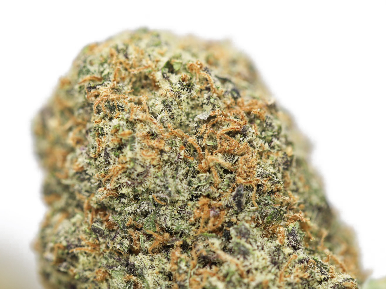 tangerine cookies close up.jpg tangerine cookies close up.jpg