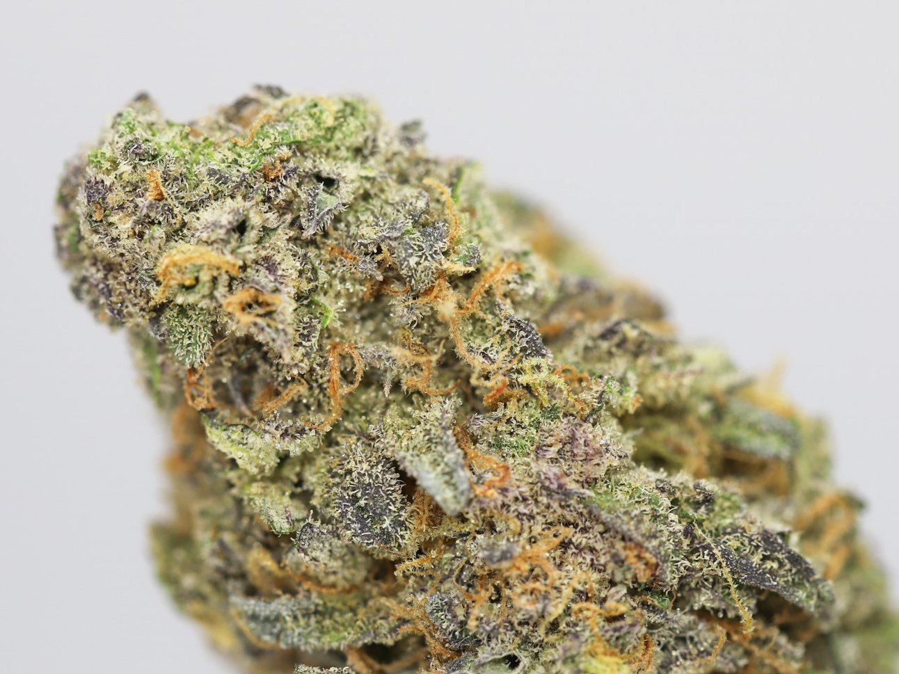 tangerine dream aaa close up.jpg tangerine dream aaa close up.jpg