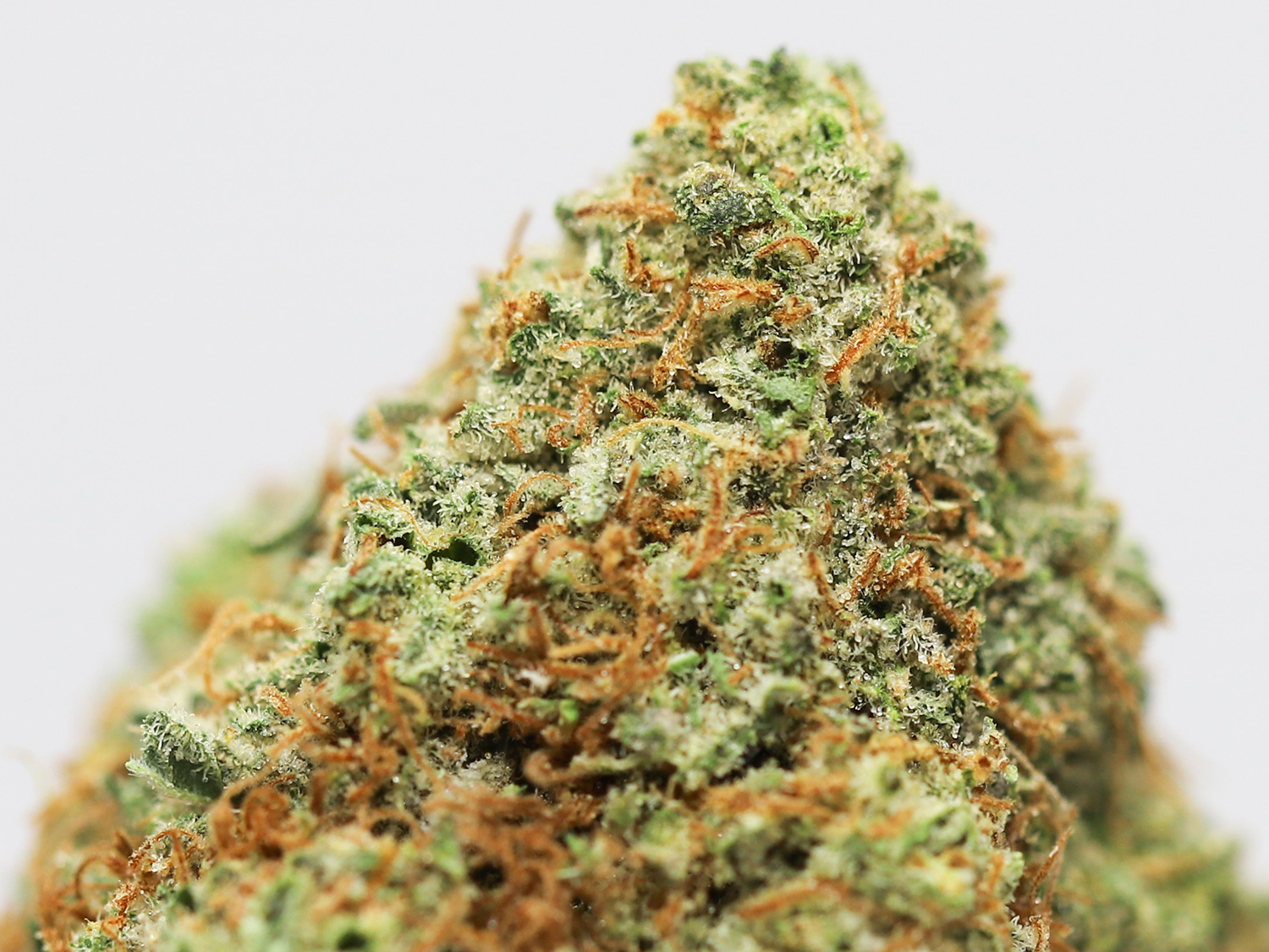 tropical cookies close up.jpg tropical cookies close up.jpg