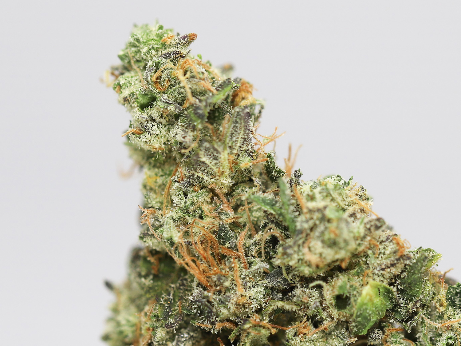 white fire og close up.jpg white fire og close up.jpg