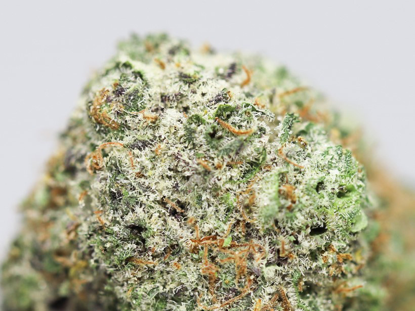 white rhino aa close up.jpg white rhino aa close up.jpg