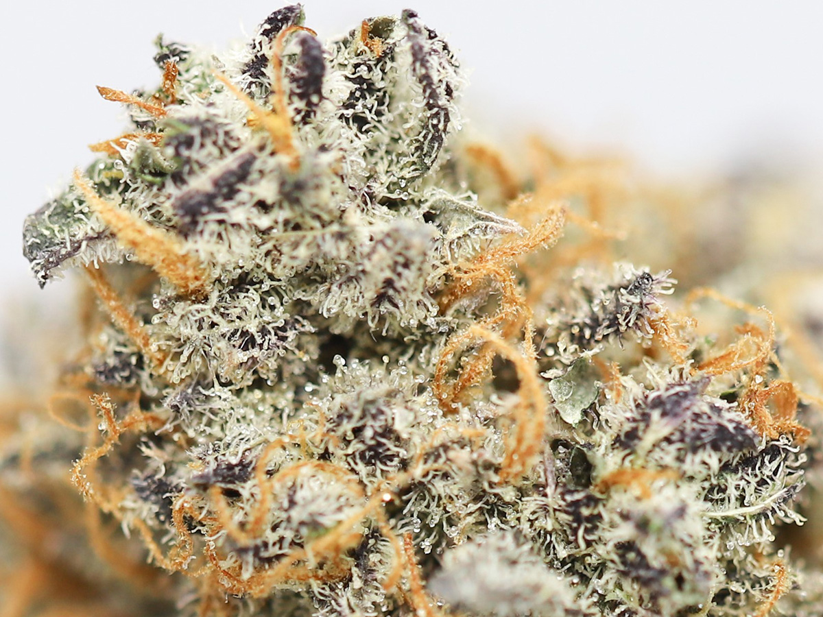 white widow aaa close up.jpg white widow aaa close up.jpg