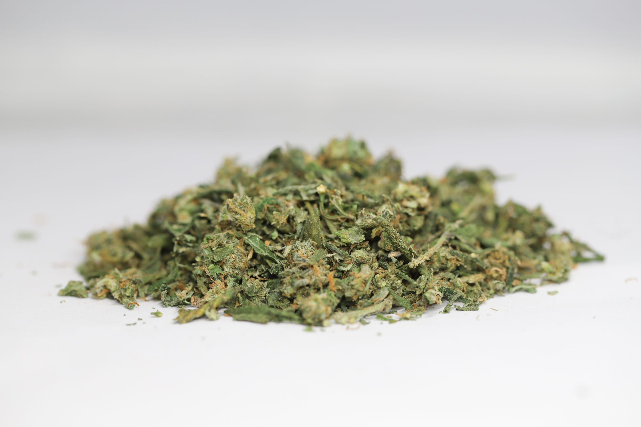 white widow shake scaled 1.jpg white widow shake scaled 1.jpg