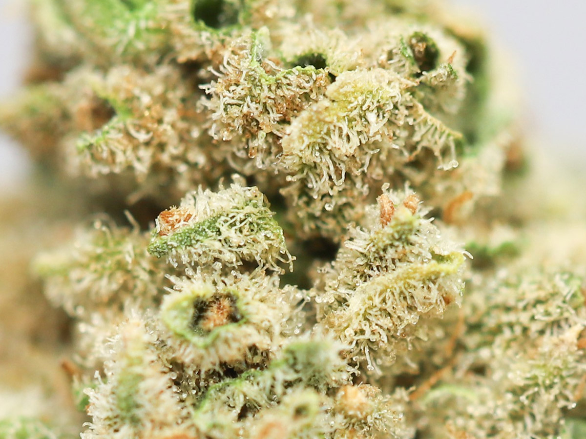 zombie og close up budget special 55.jpg zombie og close up budget special 55.jpg